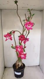 Planta Dobrada 3480 – 35cm – 03 anos - Imagem 4