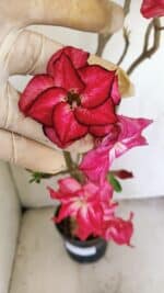 Planta Dobrada 3480 – 35cm – 03 anos - Imagem 3