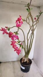 Planta Dobrada 3480 – 35cm – 03 anos - Imagem 5