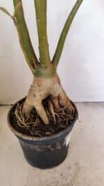 Planta Dobrada 3480 – 35cm – 03 anos - Imagem 8