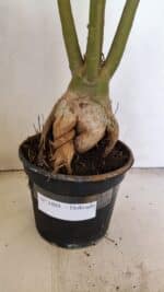 Planta Dobrada 3480 – 35cm – 03 anos - Imagem 6