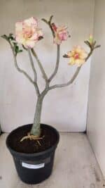 Planta Dobrada 3482 – 45cm – 04 anos - Imagem 2