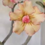 Planta Dobrada 3482 – 45cm – 04 anos