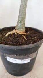 Planta Dobrada 3482 – 45cm – 04 anos - Imagem 6