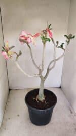 Planta Dobrada 3482 – 45cm – 04 anos - Imagem 5