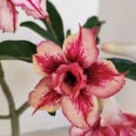 Planta Dobrada 3483 – 35cm – 03 anos