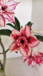 Planta Dobrada 3483 – 35cm – 03 anos