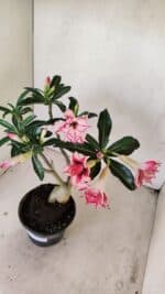 Planta Dobrada 3483 – 35cm – 03 anos - Imagem 4