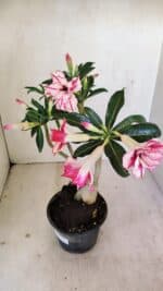 Planta Dobrada 3483 – 35cm – 03 anos - Imagem 6