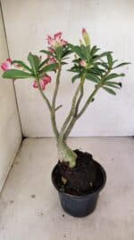 Planta Dobrada 3483 – 35cm – 03 anos - Imagem 5