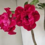 Planta Dobrada 3484 – 50cm – 04 anos