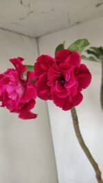 Planta Dobrada 3484 – 50cm – 04 anos