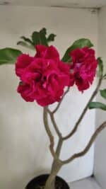 Planta Dobrada 3484 – 50cm – 04 anos - Imagem 4