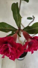 Planta Dobrada 3484 – 50cm – 04 anos - Imagem 8