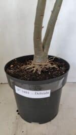 Planta Dobrada 3484 – 50cm – 04 anos - Imagem 7