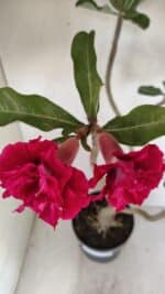 Planta Dobrada 3484 – 50cm – 04 anos - Imagem 5