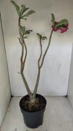 Planta Dobrada 3484 – 50cm – 04 anos - Imagem 6