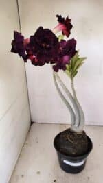 Planta Dobrada 3485 – 35cm – 03 anos - Imagem 2