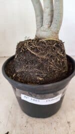 Planta Dobrada 3485 – 35cm – 03 anos - Imagem 8