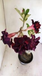 Planta Dobrada 3485 – 35cm – 03 anos - Imagem 4