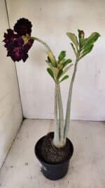 Planta Dobrada 3485 – 35cm – 03 anos - Imagem 6