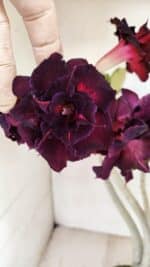 Planta Dobrada 3485 – 35cm – 03 anos