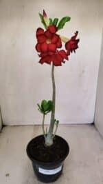 Planta Dobrada 3486 – 30cm – 02 anos - Imagem 2