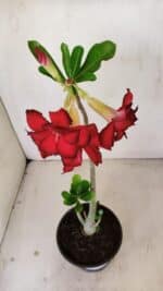 Planta Dobrada 3486 – 30cm – 02 anos - Imagem 4