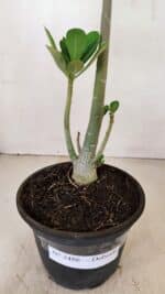 Planta Dobrada 3486 – 30cm – 02 anos - Imagem 8