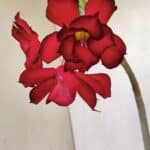 Planta Dobrada 3486 – 30cm – 02 anos