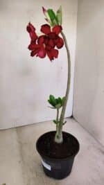 Planta Dobrada 3486 – 30cm – 02 anos - Imagem 6