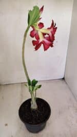 Planta Dobrada 3486 – 30cm – 02 anos - Imagem 5