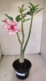 Planta Dobrada 3487 – 40cm – 03 anos - Imagem 2