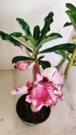 Planta Dobrada 3487 – 40cm – 03 anos - Imagem 5