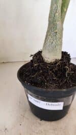 Planta Dobrada 3487 – 40cm – 03 anos - Imagem 8