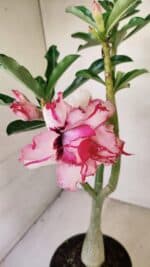 Planta Dobrada 3487 – 40cm – 03 anos - Imagem 3