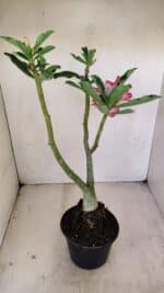 Planta Dobrada 3487 – 40cm – 03 anos - Imagem 6