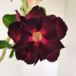 Planta Dobrada 3488 – 35cm – 03 anos