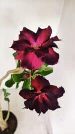 Planta Dobrada 3488 – 35cm – 03 anos - Imagem 4