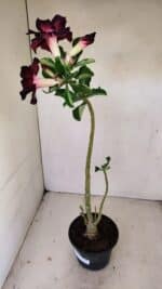 Planta Dobrada 3488 – 35cm – 03 anos - Imagem 5