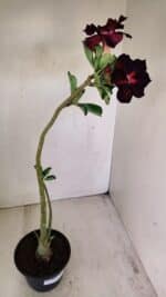 Planta Dobrada 3488 – 35cm – 03 anos - Imagem 7