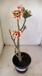 Planta Dobrada 3489 – 35cm – 03 anos - Imagem 2