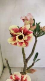 Planta Dobrada 3489 – 35cm – 03 anos