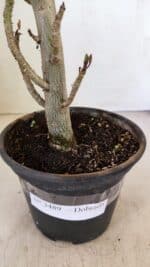 Planta Dobrada 3489 – 35cm – 03 anos - Imagem 8