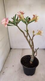 Planta Dobrada 3489 – 35cm – 03 anos - Imagem 6