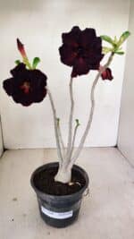 Planta Dobrada 3490 – 35cm – 03 anos - Imagem 2