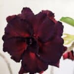 Planta Dobrada 3490 – 35cm – 03 anos