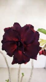 Planta Dobrada 3490 – 35cm – 03 anos