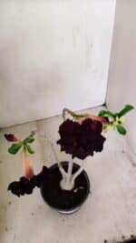 Planta Dobrada 3490 – 35cm – 03 anos - Imagem 4