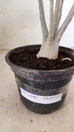 Planta Dobrada 3490 – 35cm – 03 anos - Imagem 6